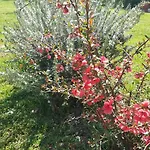 Δωμάτια σε οικογενειακή κατοικία L'orchidee