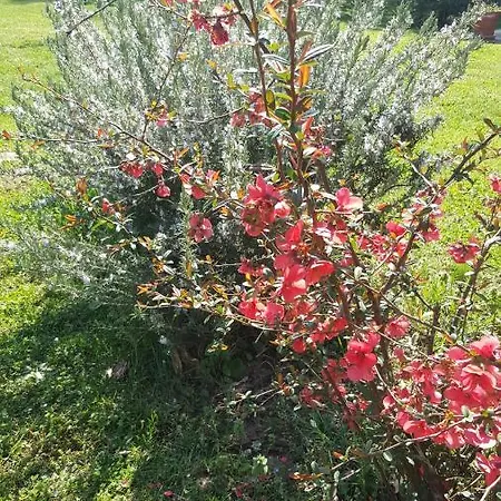 Séjour chez l'habitant L'orchidée