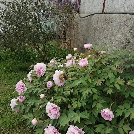 Séjour chez l'habitant L'orchidée