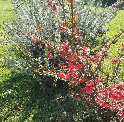 בית אירוח L'orchidee