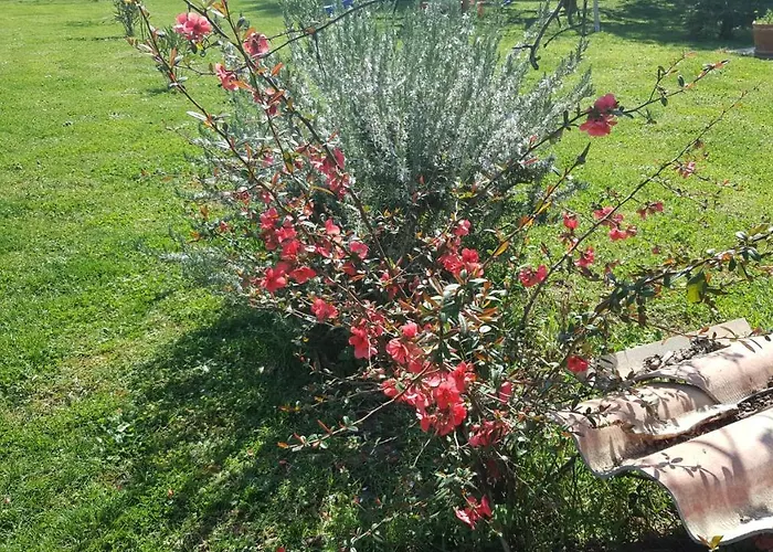 בית אירוח L'orchidee